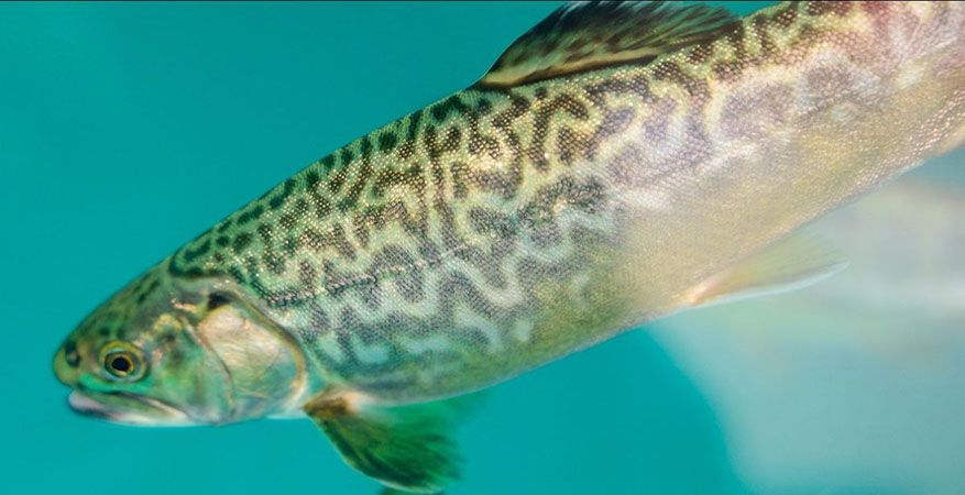 Tiger Trout Close up